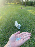 Classic Small Dog Tag